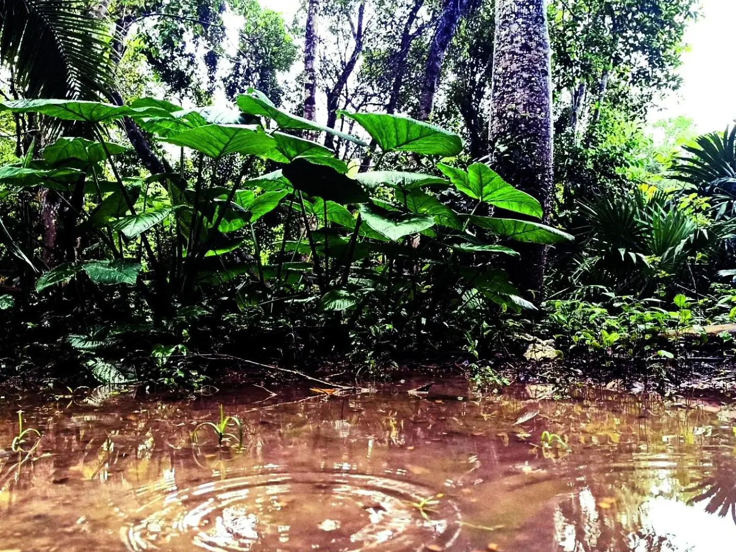 Cabana Zapote En Rancho Los Jaguares Jungle Retreat Τουλούμ Μεξικό