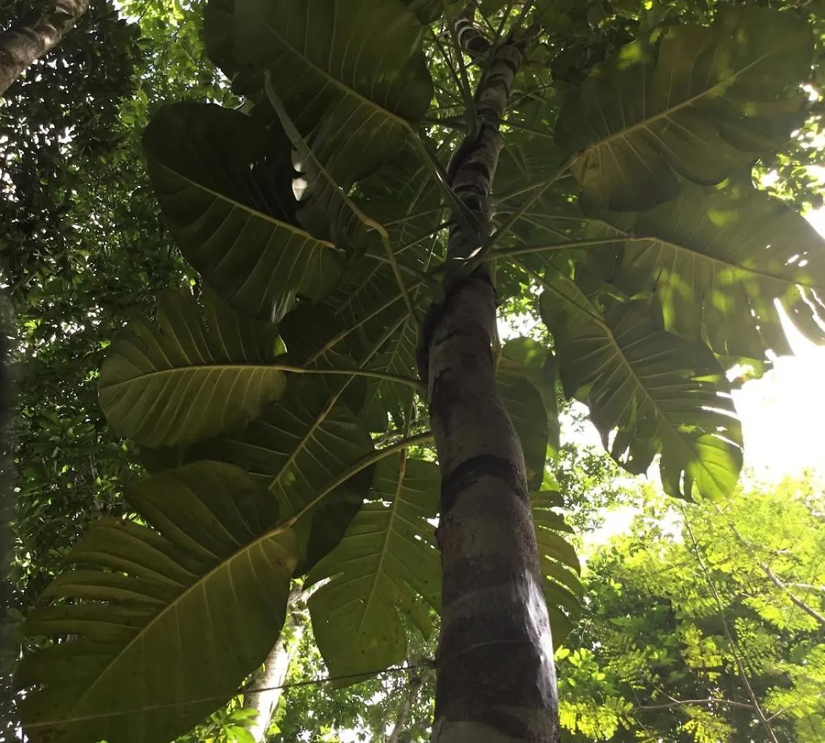 Cabana Zapote En Rancho Los Jaguares Jungle Retreat Τουλούμ 0*,