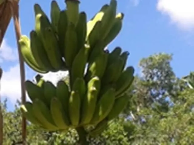 Cabana Zapote En Rancho Los Jaguares Jungle Retreat Τουλούμ