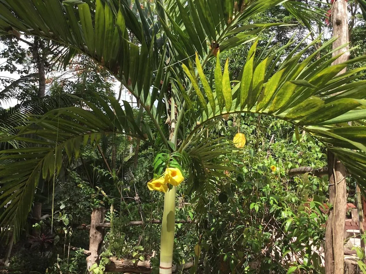 Cabana Zapote En Rancho Los Jaguares Jungle Retreat Tulum 0*,